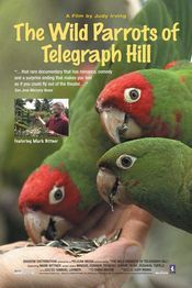 Subtitrare The Wild Parrots of Telegraph Hill
