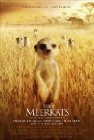 Subtitrare  The Meerkats DVDRIP XVID