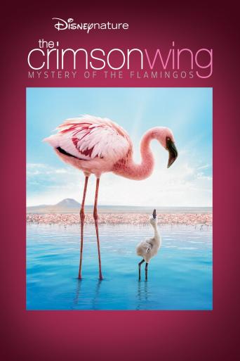 Subtitrare  The Crimson Wing: Mystery of the Flamingos