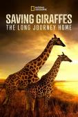 Subtitrare Saving Giraffes: The Long Journey Home