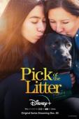 Film Pick of the Litter
