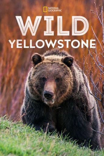 Subtitrare  Wild Yellowstone - Sezonul 1