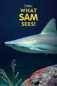 Subtitrare  What Sam Sees - Sezonul 1