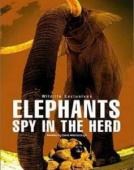Subtitrare  Elephants: Spy in the Herd