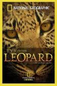 Subtitrare Eye of the Leopard