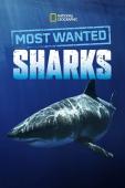 Subtitrare Most Wanted Sharks