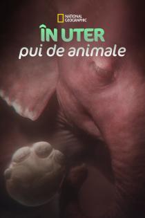 Subtitrare In the Womb: Animal Babies - Sezonul 1