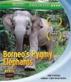 Subtitrare Borneo's Pygmy Elephants