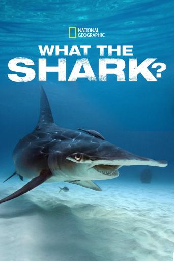 Subtitrare  What the Shark?