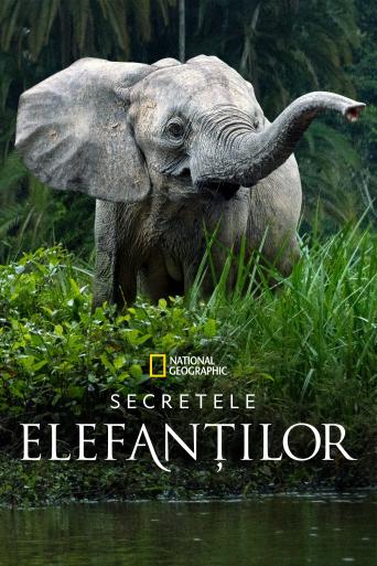 Subtitrare  Secrets of the Elephants - Sezonul 1