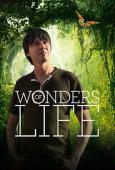 Subtitrare  Wonders of Life - Sezonul 1 HD 720p