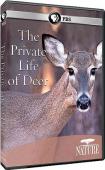 Subtitrare  PBS Nature - The Private Life of Deer HD 720p