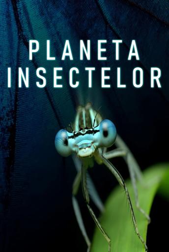 Subtitrare Planet Insect - Sezonul 1
