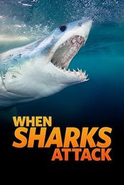 Subtitrare When Sharks Attack - Sezoanele 1-6