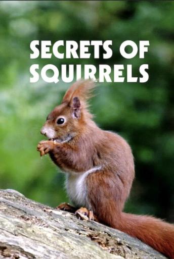 Subtitrare Secrets of Squirrels
