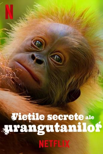 Subtitrare  Secret Lives of Orangutans