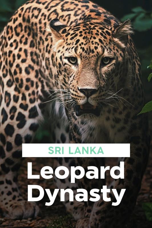 Subtitrare Sri Lanka: Leopard Dynasty
