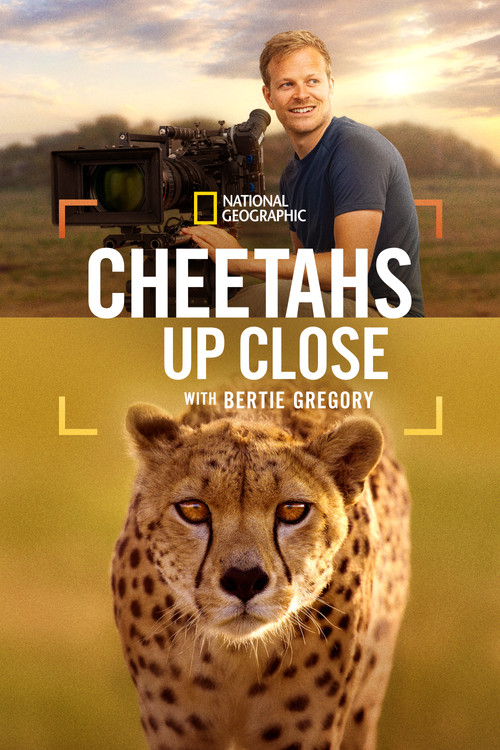 Subtitrare Cheetahs Up Close with Bertie Gregory