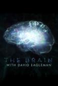 Subtitrare The Brain with Dr. David Eagleman - Sezonul 1