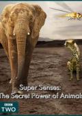 Subtitrare Super Senses: The Secret Power of Animals