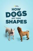 Subtitrare  How Dogs Got Their Shapes