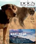 Subtitrare  A Dog's Way Home Trailer Song