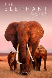 Subtitrare  The Elephant Queen  1080p