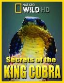 Subtitrare Secrets of the King Cobra