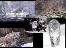Subtitrare  Snow Leopard Beyond The Myth
