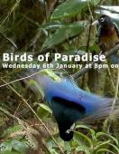 Subtitrare  The Natural World: Birds of Paradise XVID