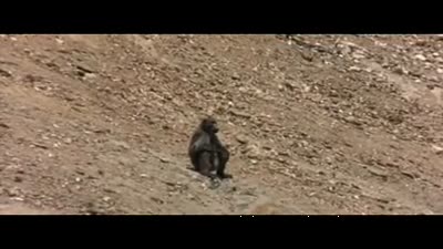 Trailer Animals Are Beautiful People