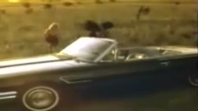 Trailer Wild at Heart