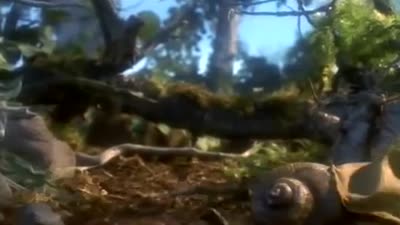 Trailer Tootletubs & Jyro