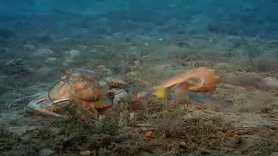 Trailer Deep Sea 3D
