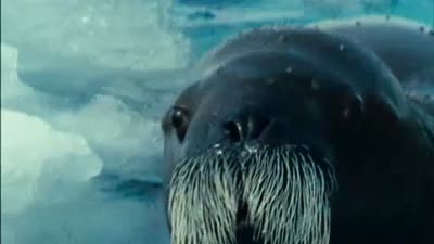 Trailer Arctic Tale