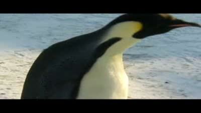Trailer Farce of the Penguins