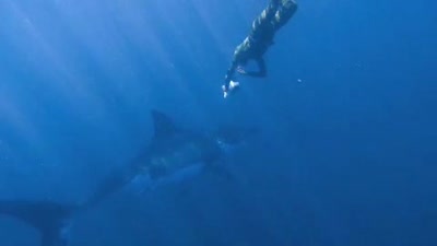 Trailer Sharkwater