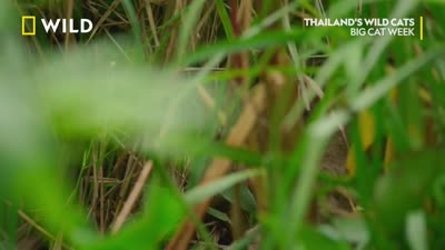 Trailer Thailand's Wild Cats