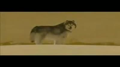 Trailer Snow Buddies