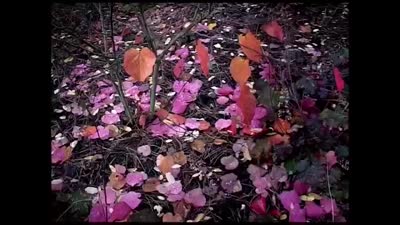 Trailer George Harrison: Living in the Material World