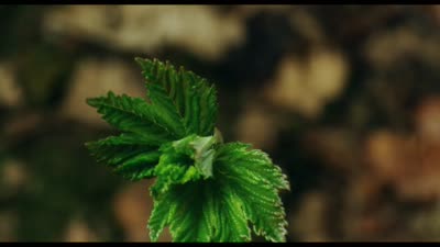 Trailer The Hidden Life of Trees