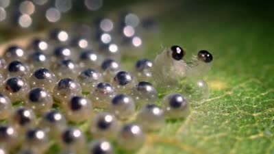 Trailer Episode dated 13 March 2008