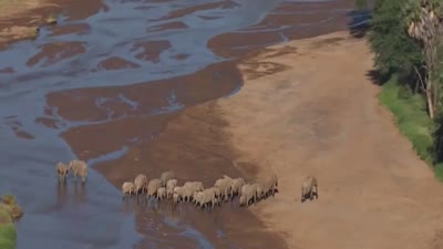 Trailer In the Footsteps of Elephant