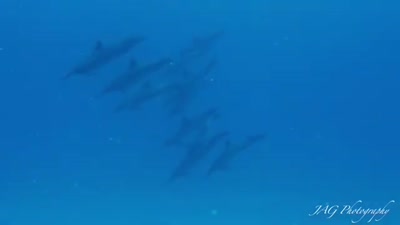 Trailer Diving with Dolphins