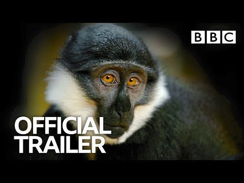 Trailer Primates