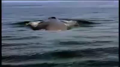 Trailer Kingdom of the Blue Whale