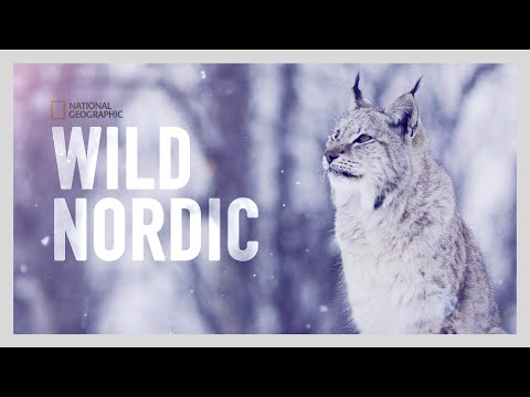 Trailer Wild Nordic