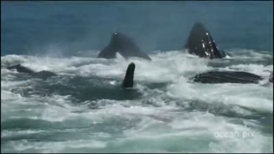 Trailer Giants of the Deep Blue