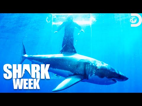 Trailer Return to the Lair of the Great White