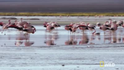 Trailer Wild Argentina